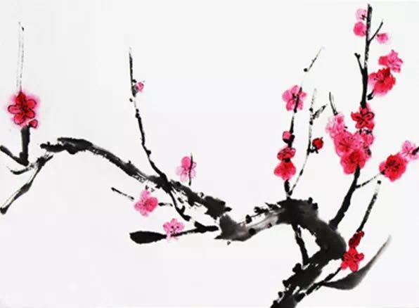 “梅迷”踏雪尋“梅”所為何？